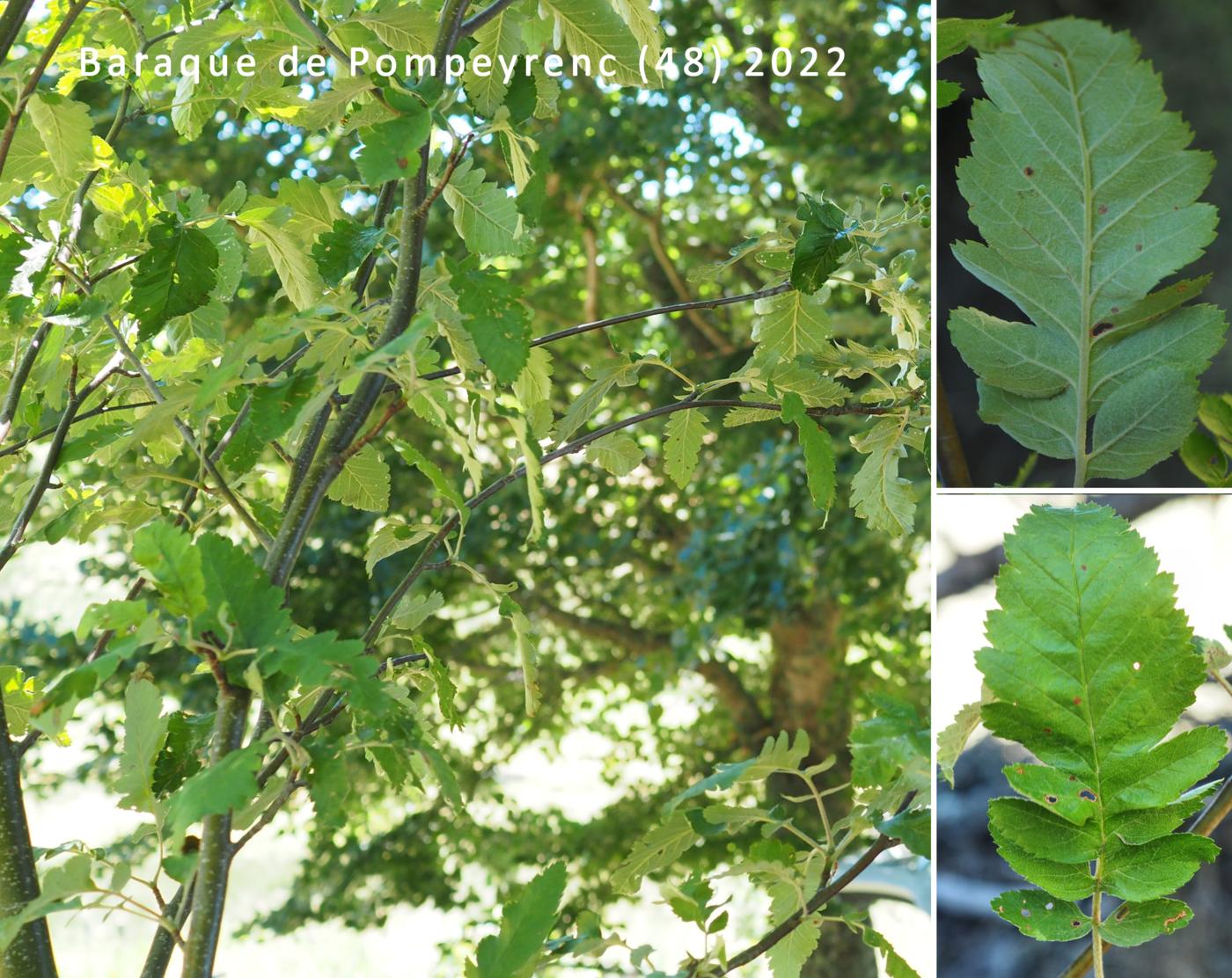 Sorbus of Thuringe leaf